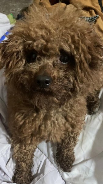 金华婺城区小泰迪球球寻回启事
