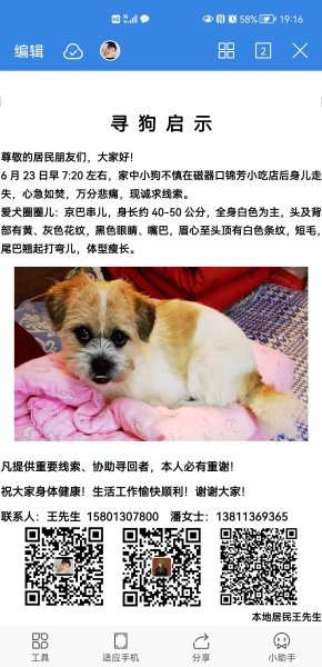 南昌寻狗启示！京巴小白走丢，请求帮助！