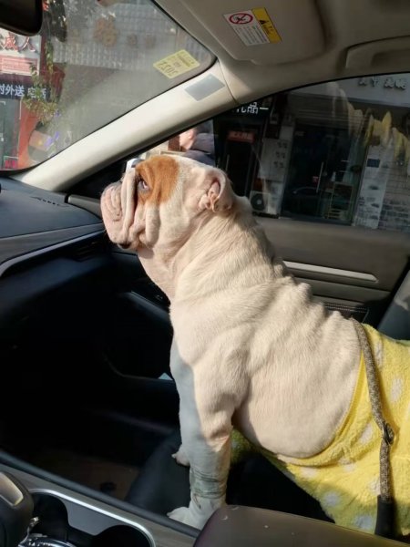 合肥寻犬启事：英国斗牛犬小白走失，酬谢2000元