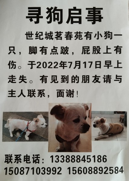 广州天河区东晓南拾得蝴蝶犬小白，寻主人