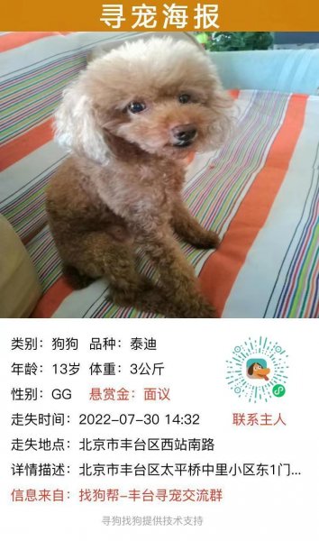 北京市丰台区 寻13岁高龄泰迪犬