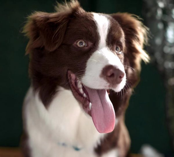 南昌县南昌市巧克力边牧犬丢失启事