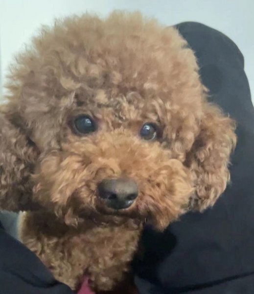 广州市花都区失踪的泰迪犬布丁寻找启事