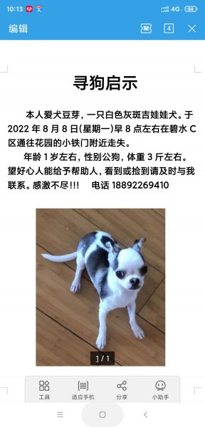 上海杨浦区寻找吉娃娃小黄