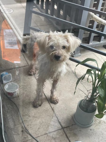 广州柯木朗寻狗启事：贵宾犬小白走失，急需寻找