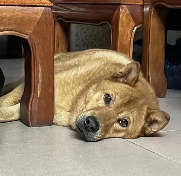 广州荔湾区寻找波波田园犬
