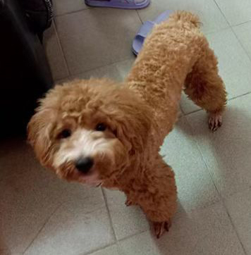 广州市白云区寻找爱犬泰迪