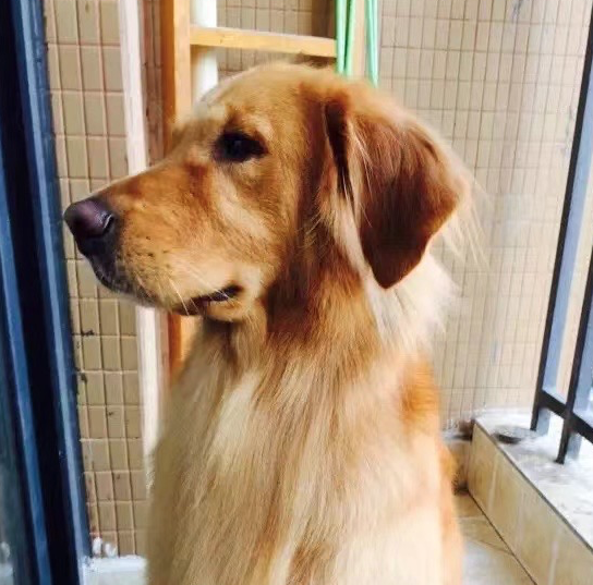 成都金毛狗狗赶紧回家