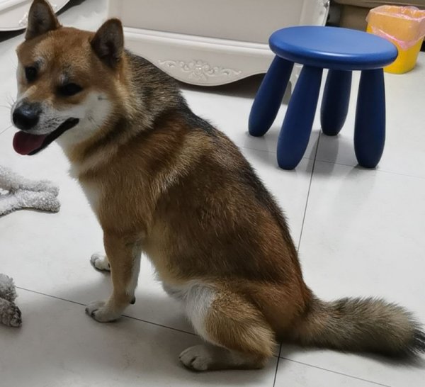 开封市顺河回族区寻找柴犬可乐