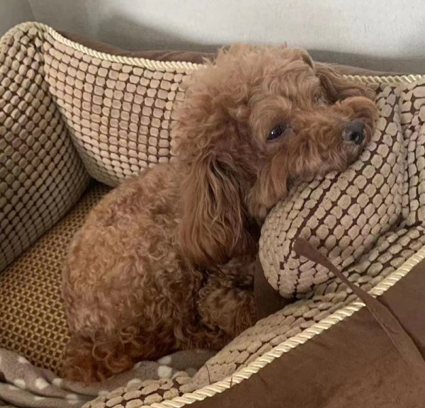 郑州市管城回族区寻找宝宝的泰迪犬