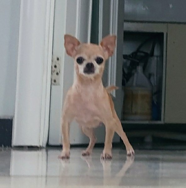 北京西城区寻找吉娃娃犬小六