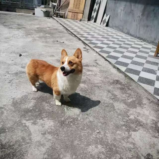 南宁市上林县S309与稻香路交叉口东北方向148米香格里拉寻犬启事