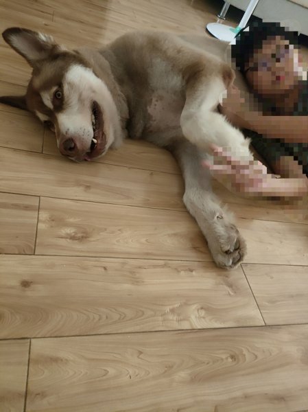 荆州市洪湖市失踪的阿拉斯加犬火锅寻回启事