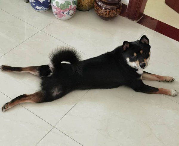 三亚寻狗启事：寻找柴犬祥宝