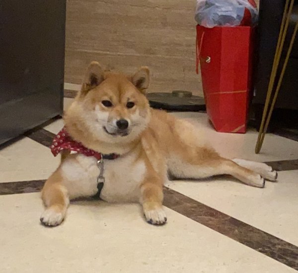成都龙泉驿区5000寻找柴犬