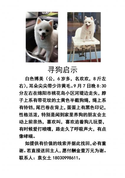 兰州市段家滩路寻找白色博美犬