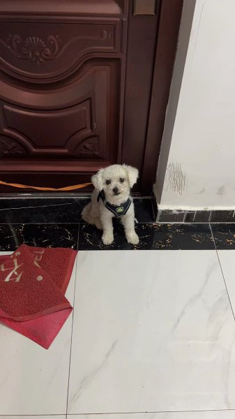 嘉兴比熊丢失寻狗启事
