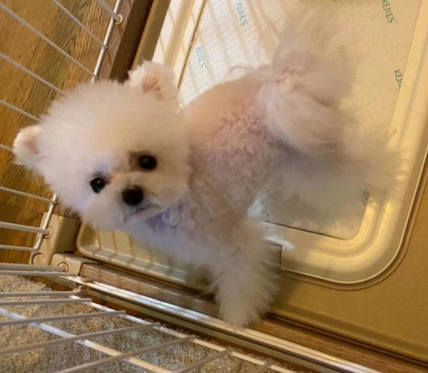 福州寻找白色比熊犬