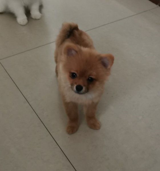 寻找失踪的博美犬小白