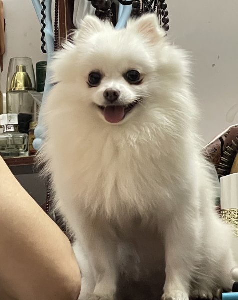 郑州博美嘟嘟丢失寻狗启事