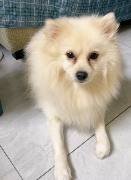 渭南寻狗启事：寻我白色博美小布点