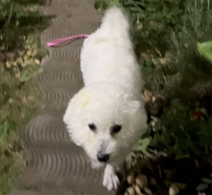 石家庄区域比熊犬毛豆走失寻找启事