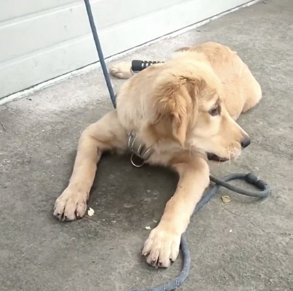 邯郸寻狗启事：寻找名叫毛毛的金毛狗狗