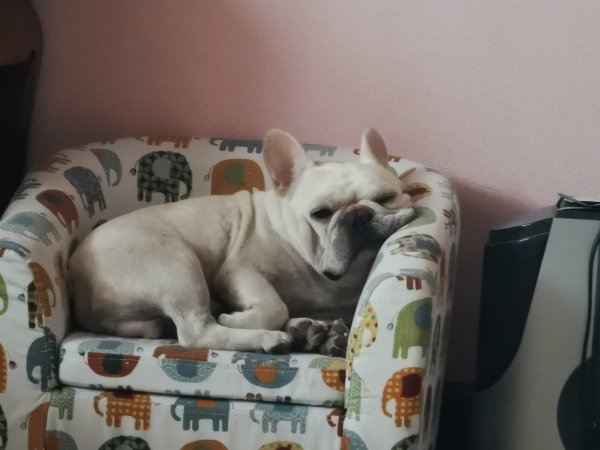 济南历城区寻找丢失的白色斗牛犬