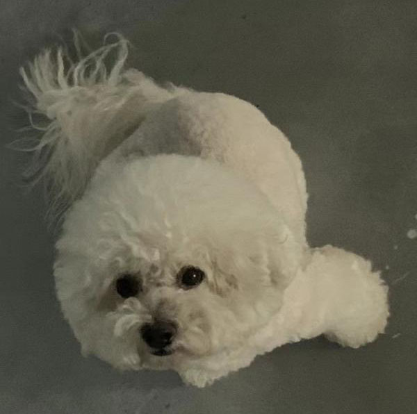 南京积贤区寻爱犬布丁启事