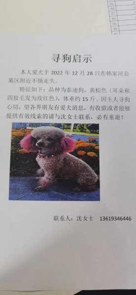 广州寻宠启事：贵宾犬小宝走失