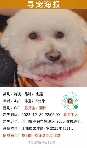 2017：5：20走丢比熊小白寻狗启事