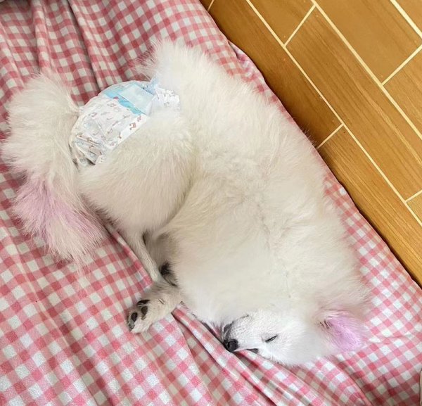 合肥瑶海区寻犬启事：寻找爱犬旺旺