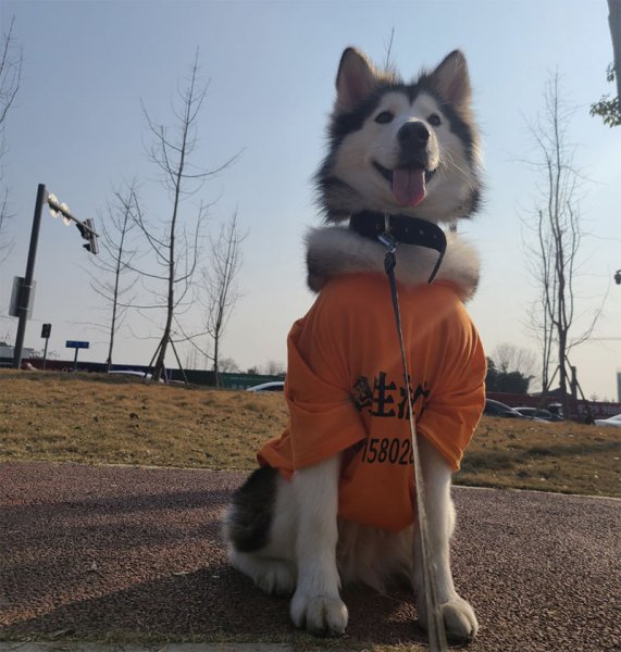 济南寻阿拉斯加犬