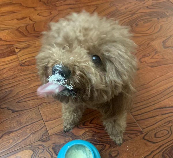 重庆市渝中区寻找棕色泰迪犬嗨皮