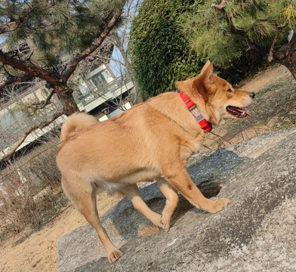 东营区1000寻找柴犬：多多丢失寻狗启事