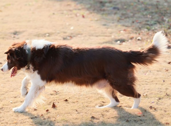 大连失踪边境牧羊犬小黑寻狗启事