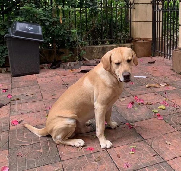 寻狗启事|新乡拉布拉多犬寻找启事