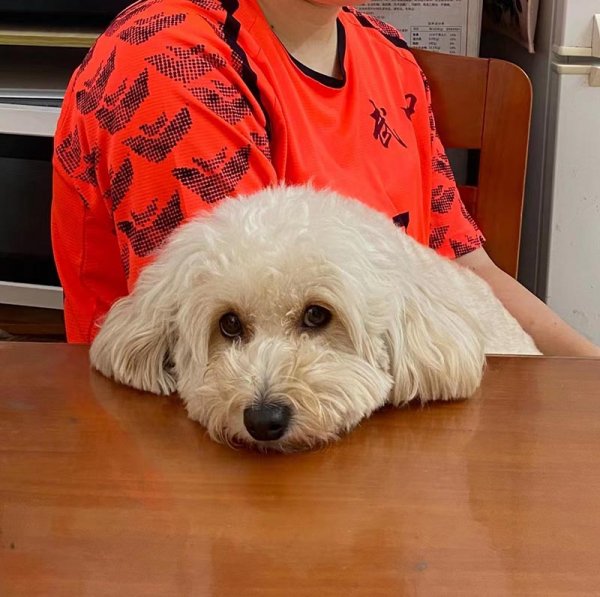 沈阳寻找比熊犬小白 赏金高