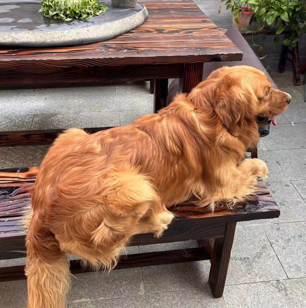 廊坊大厂孔雀城金毛犬寻狗启事