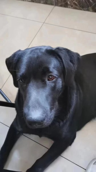 西安寻找两岁奶油色拉布拉多德宾犬
