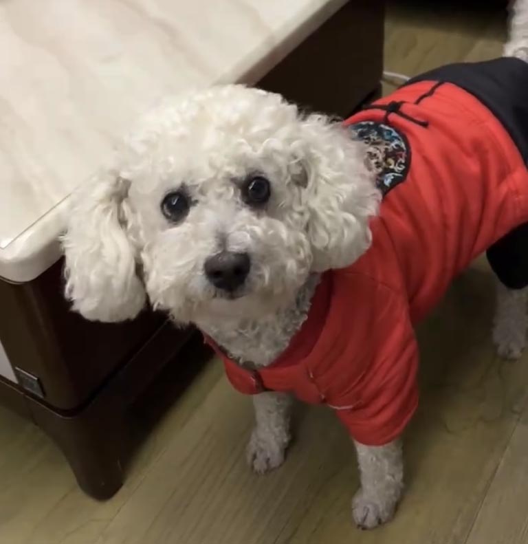 8000酬金寻爱犬 尼克，家人走失在霞浦县