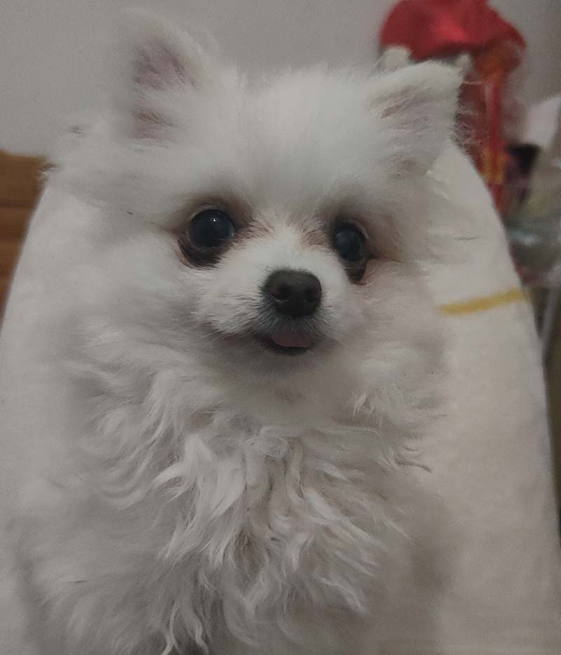 昆明盘龙区春城路红河宾馆附近捡到一只白色博美犬急寻主人