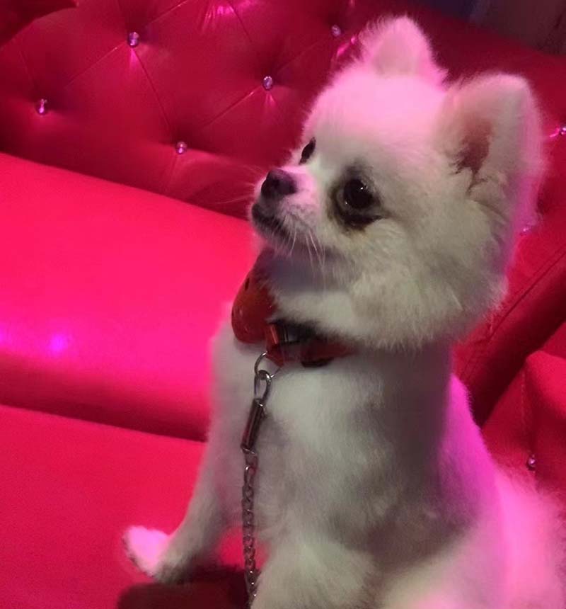福州白色博美小白走失 寻狗启事