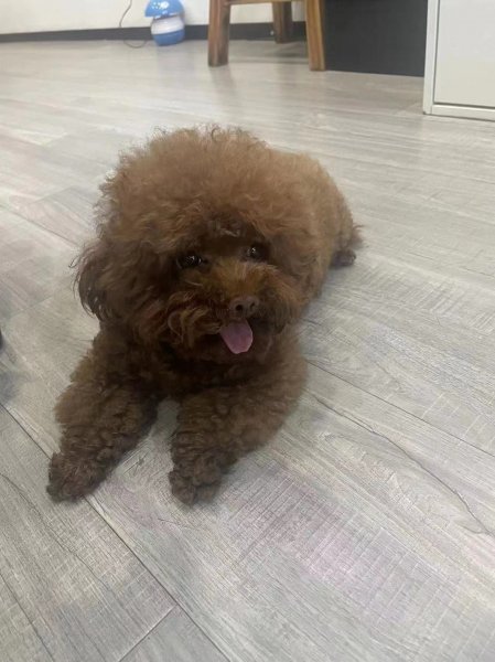山东济南寻找宠物泰迪豆豆的酬金寻狗启事