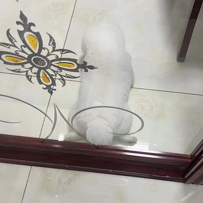 扬州广陵区东花园捡到一只博美犬