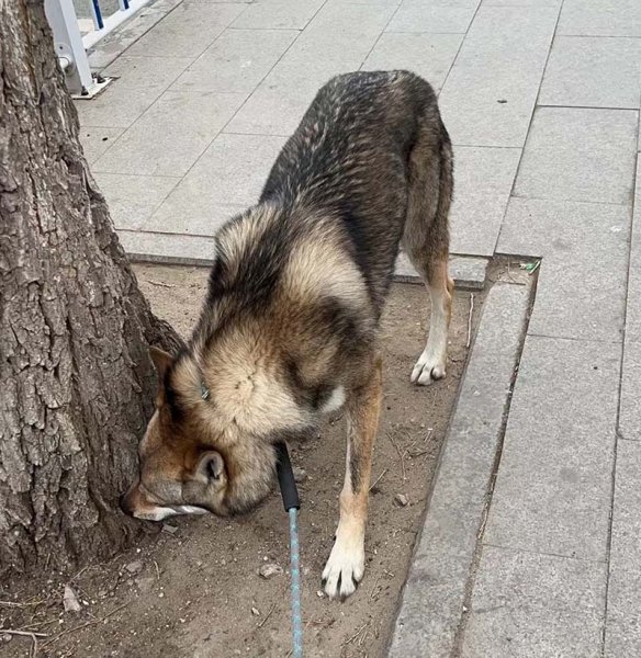 张家口市张北县有偿寻找捷克狼犬阿尔法
