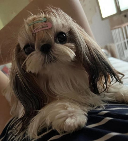 上海普陀区白黄相间西施犬丢失寻找启事
