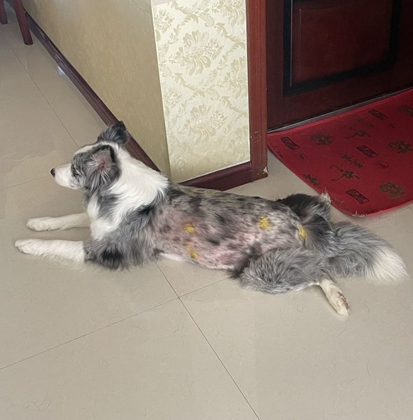 成都寻找走失的边牧小黑白