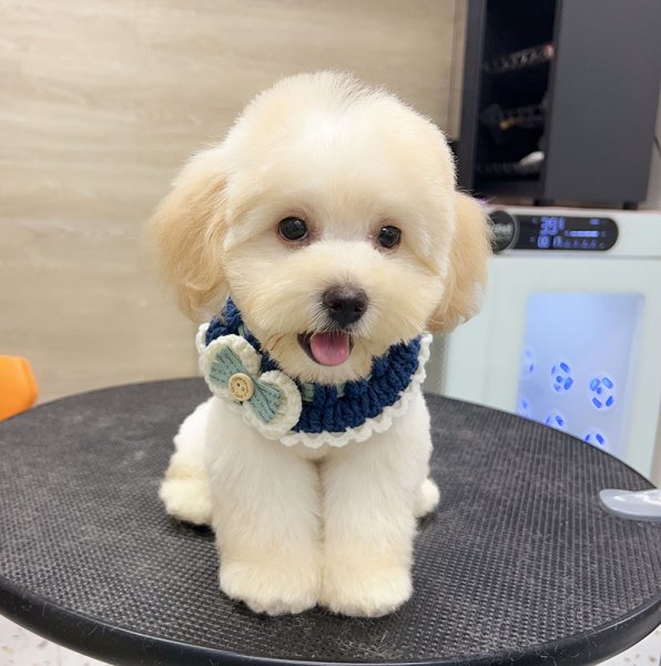 上海市闵行区10000寻找马尔济斯犬