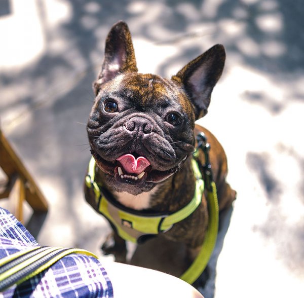 哈尔滨寻找斗牛犬小白